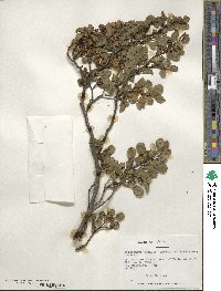 Nothofagus pumilio image