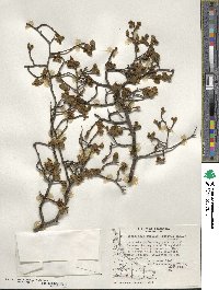 Nothofagus pumilio image