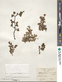 Nothofagus pumilio image