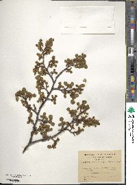 Nothofagus pumilio image