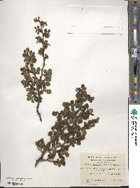 Nothofagus pumilio image