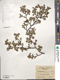 Nothofagus pumilio image