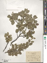 Nothofagus pumilio image