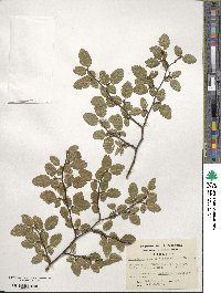 Nothofagus pumilio image