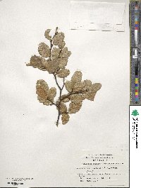 Nothofagus pumilio image