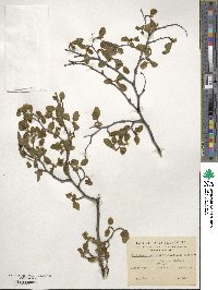 Nothofagus pumilio image