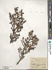 Nothofagus pumilio image