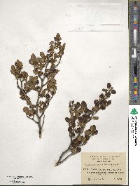 Nothofagus pumilio image