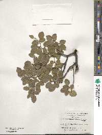 Nothofagus pumilio image