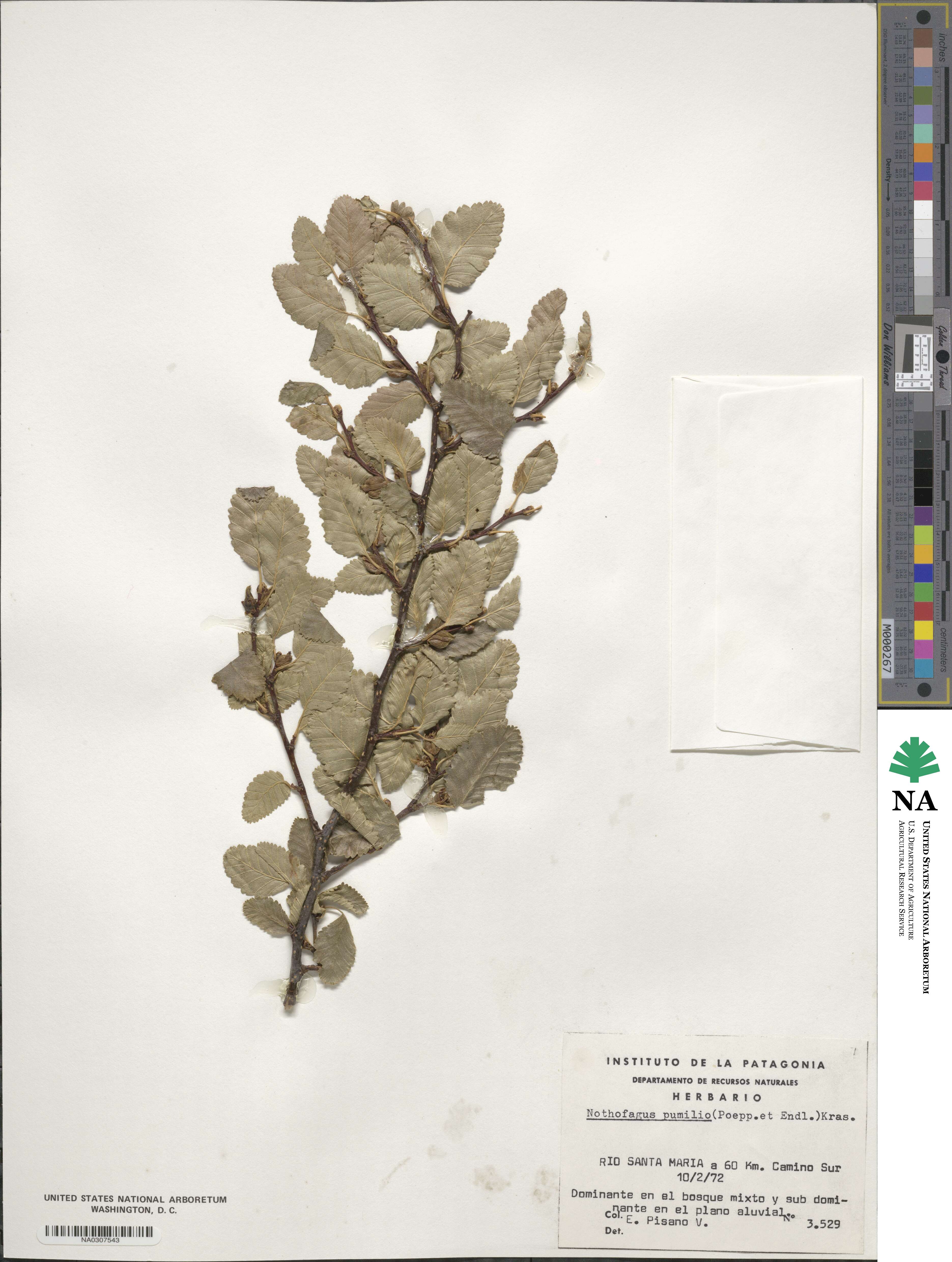 Nothofagus pumilio image