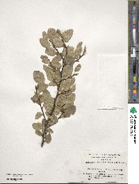 Nothofagus pumilio image