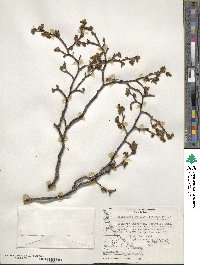 Nothofagus pumilio image