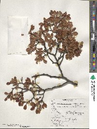 Nothofagus pumilio image