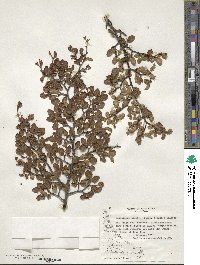 Nothofagus pumilio image