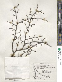 Nothofagus pumilio image