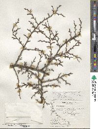 Nothofagus pumilio image