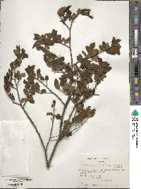 Nothofagus pumilio image