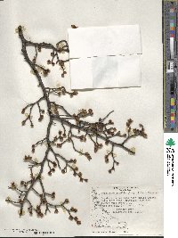 Nothofagus pumilio image