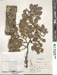 Nothofagus pumilio image