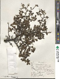 Nothofagus pumilio image