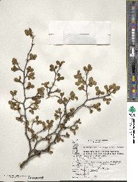 Nothofagus pumilio image