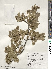 Nothofagus pumilio image