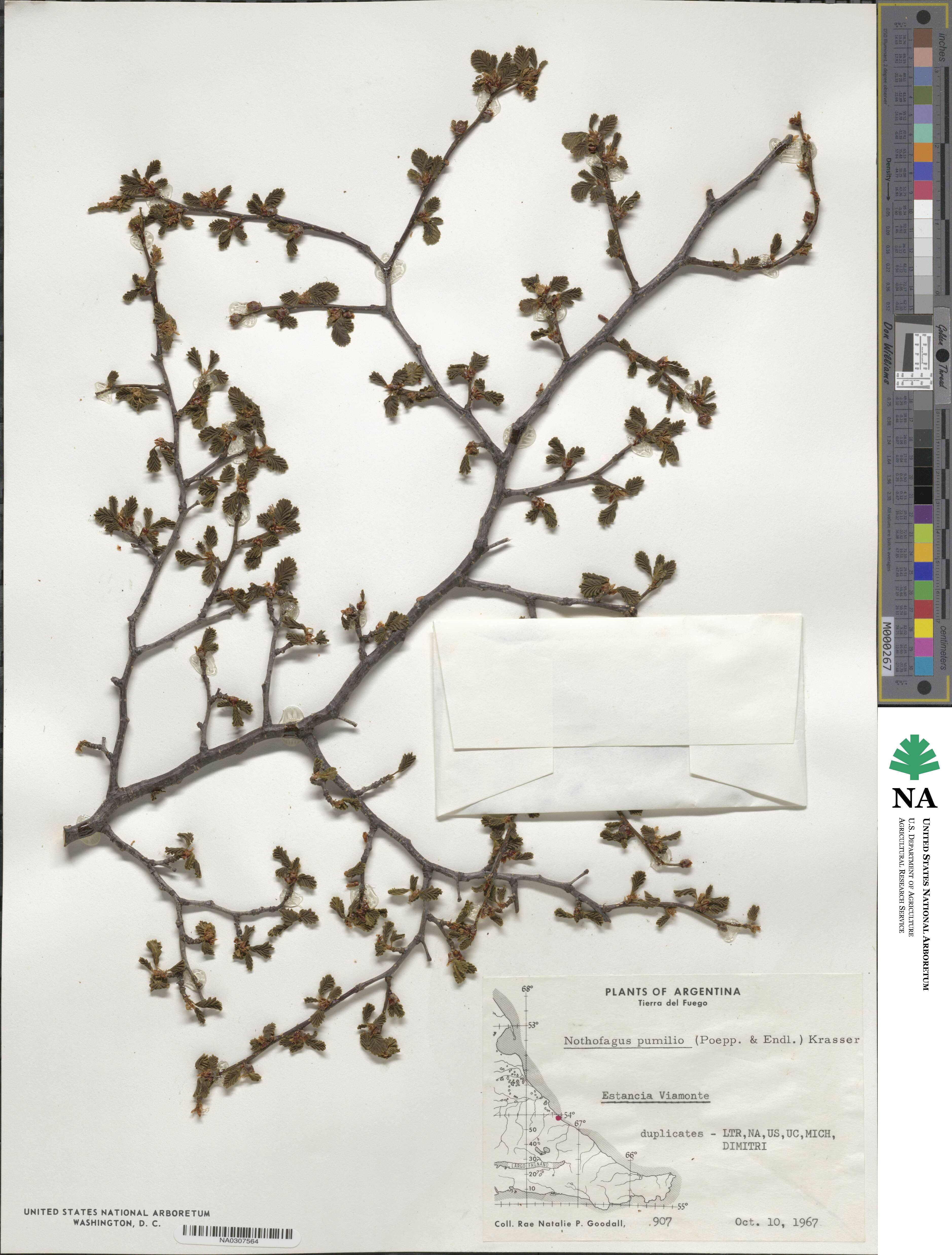 Nothofagus pumilio image