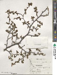 Nothofagus pumilio image