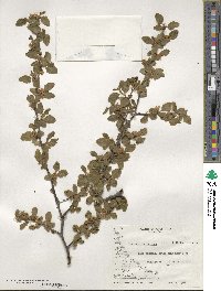 Nothofagus pumilio image