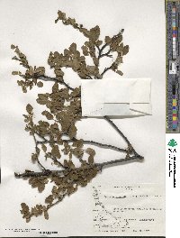 Nothofagus pumilio image