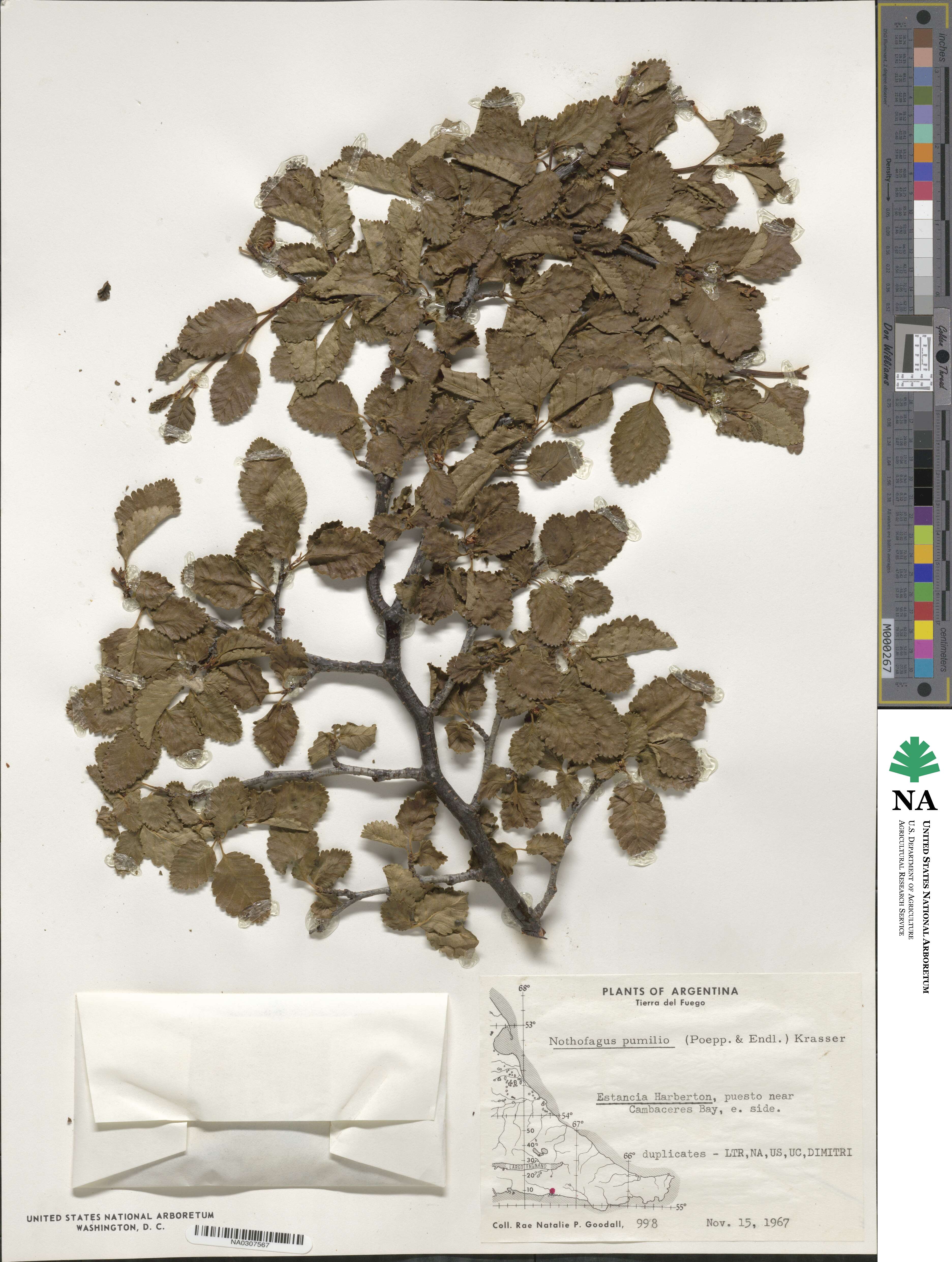 Nothofagus pumilio image