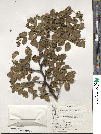 Nothofagus pumilio image