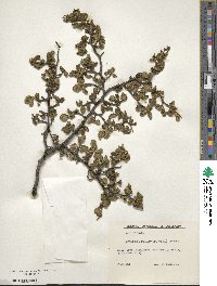 Nothofagus pumilio image