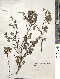 Nothofagus pumilio image