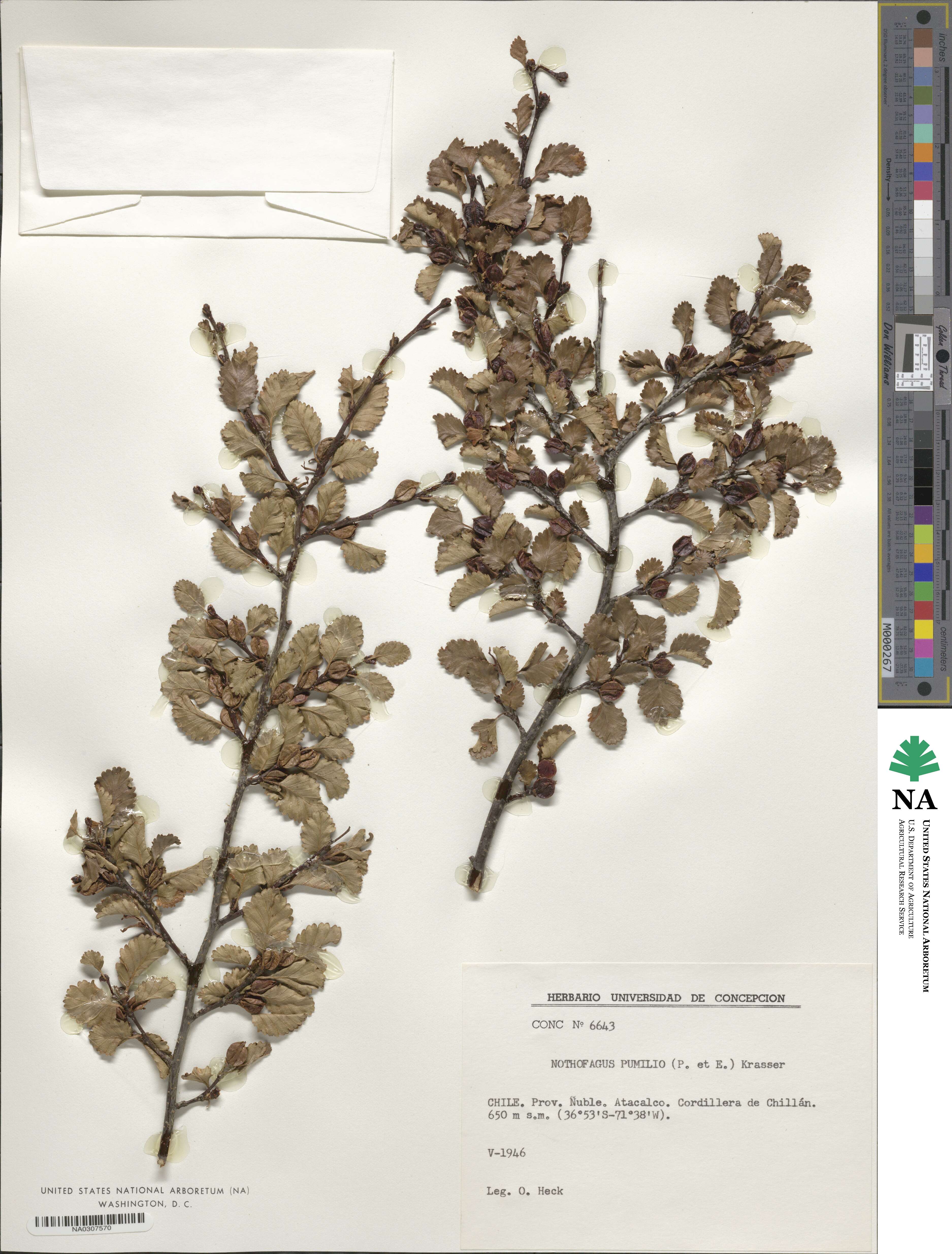 Nothofagus pumilio image