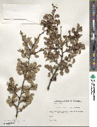 Nothofagus pumilio image