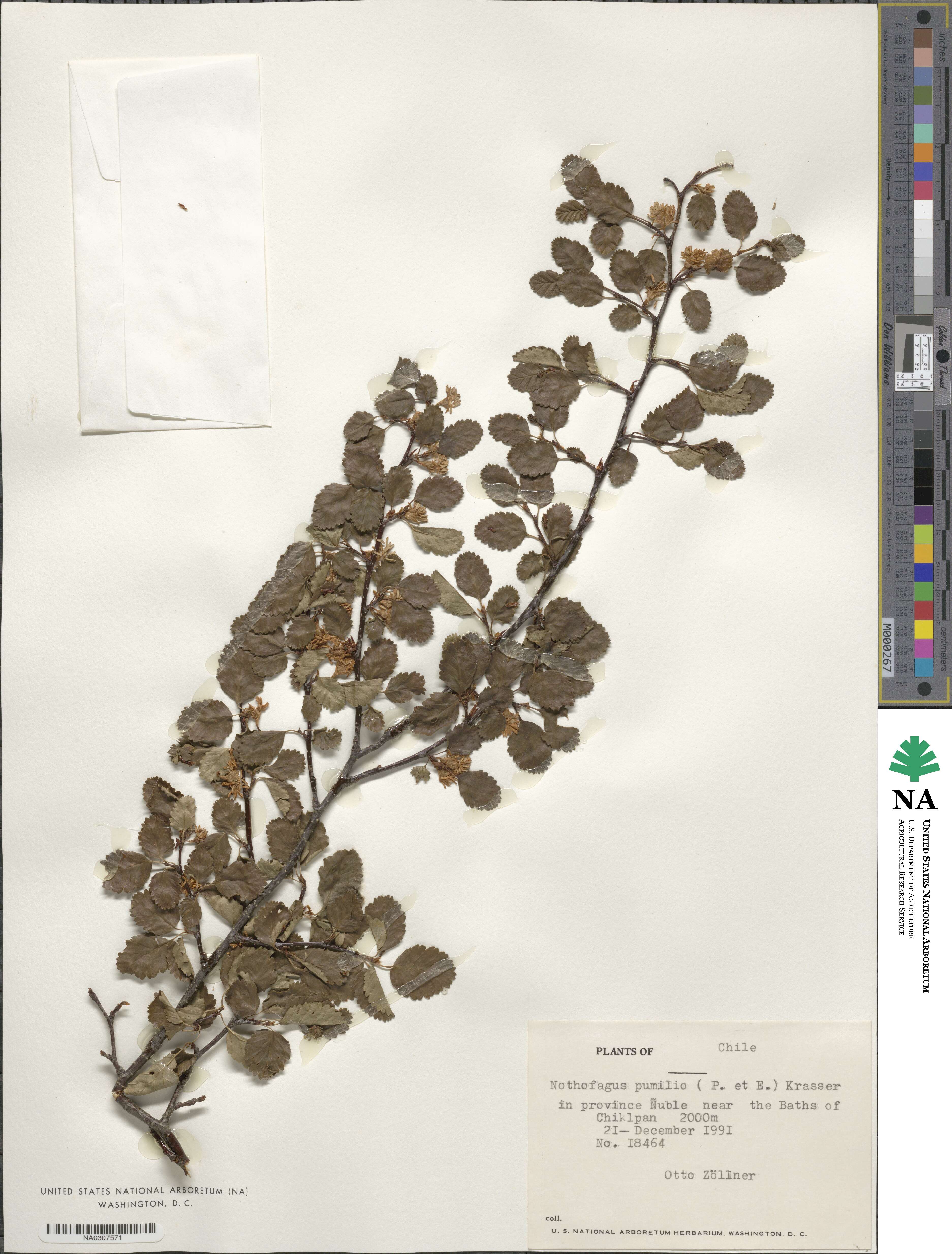 Nothofagus pumilio image