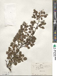 Nothofagus pumilio image