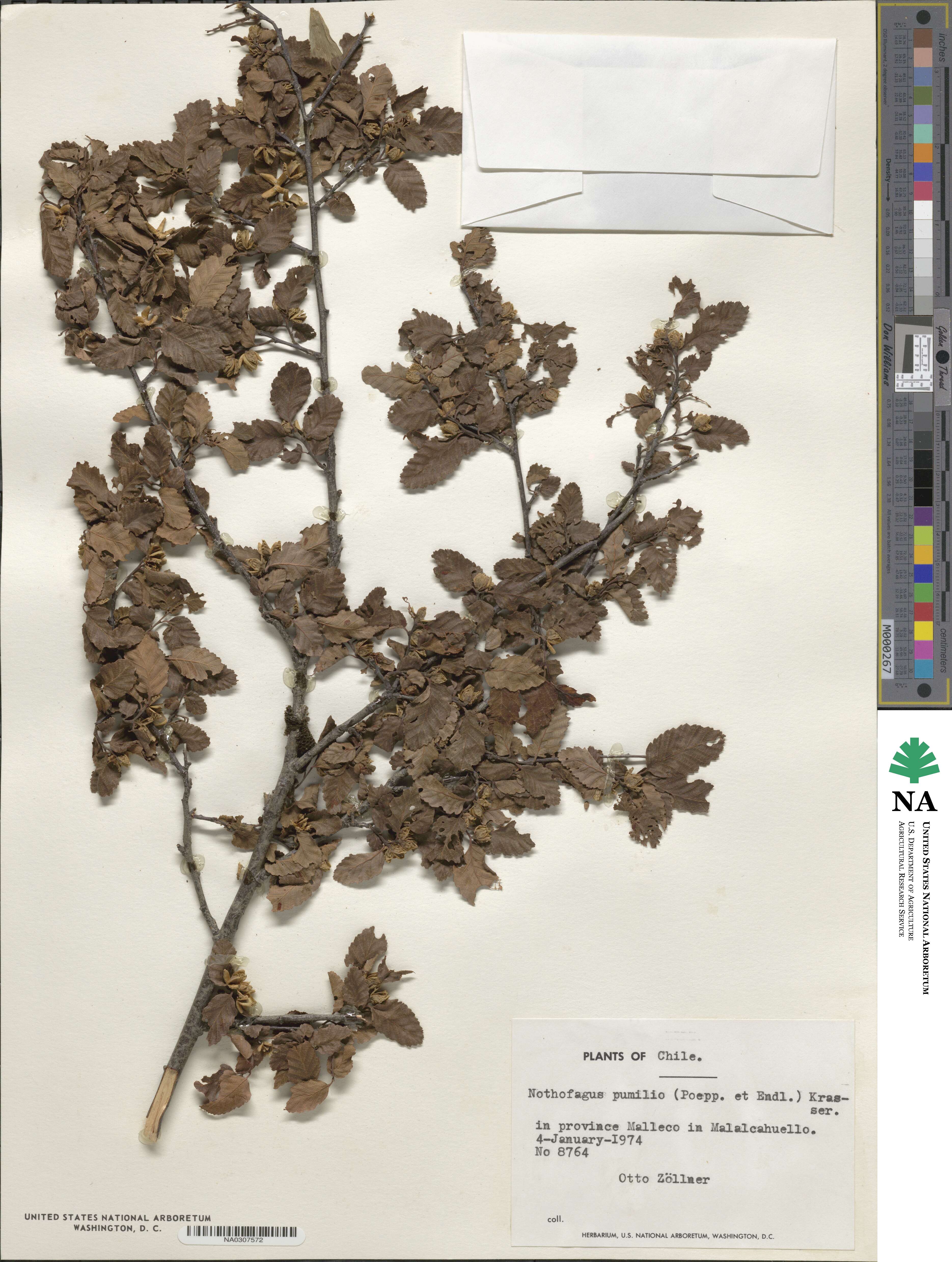 Nothofagus pumilio image