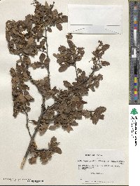 Nothofagus pumilio image