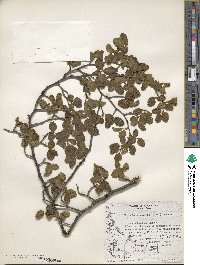 Nothofagus pumilio image