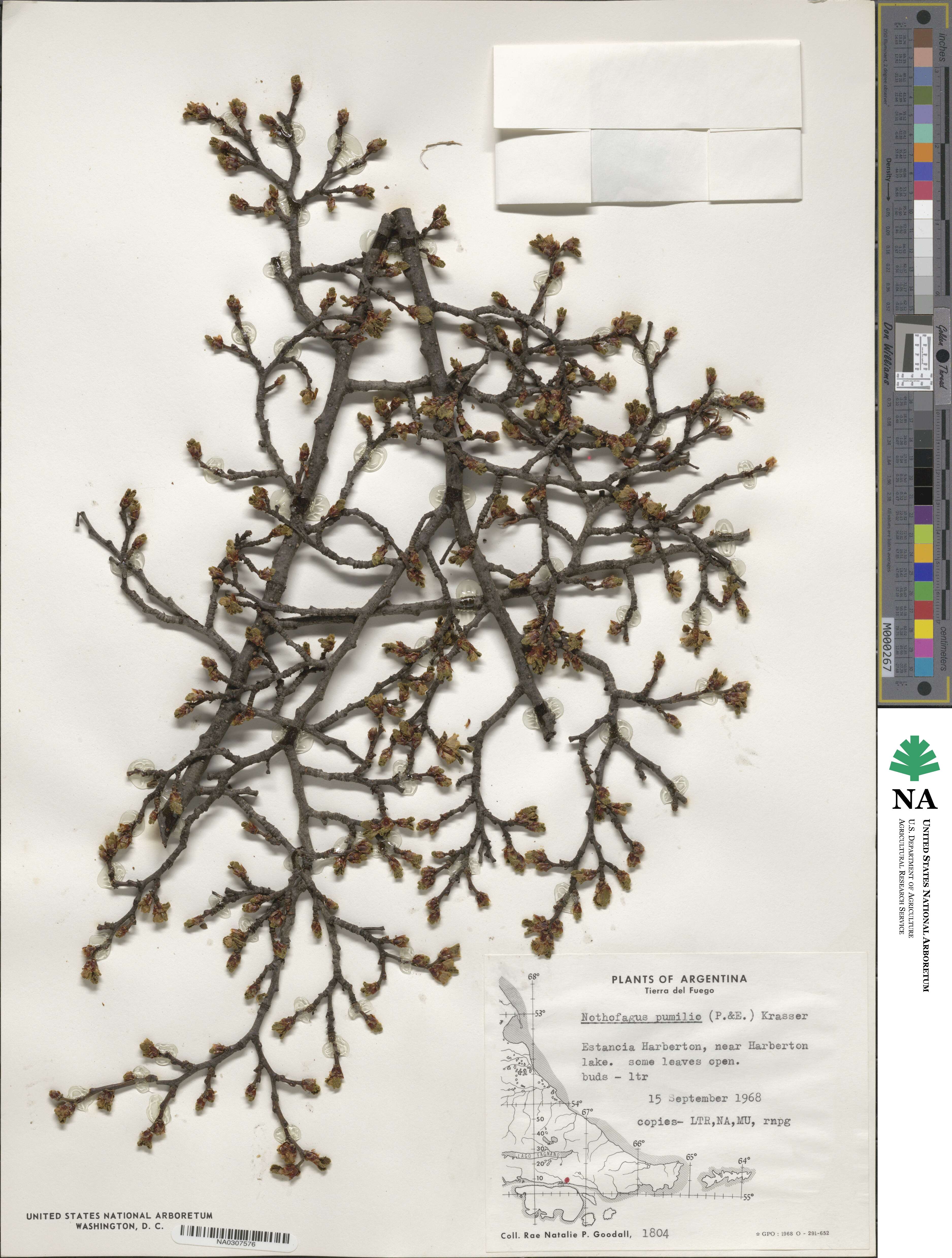 Nothofagus pumilio image