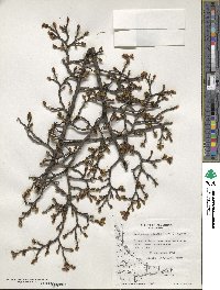 Nothofagus pumilio image