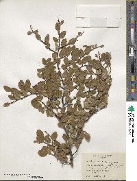 Nothofagus pumilio image