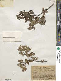 Nothofagus pumilio image