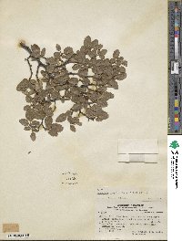 Nothofagus pumilio image