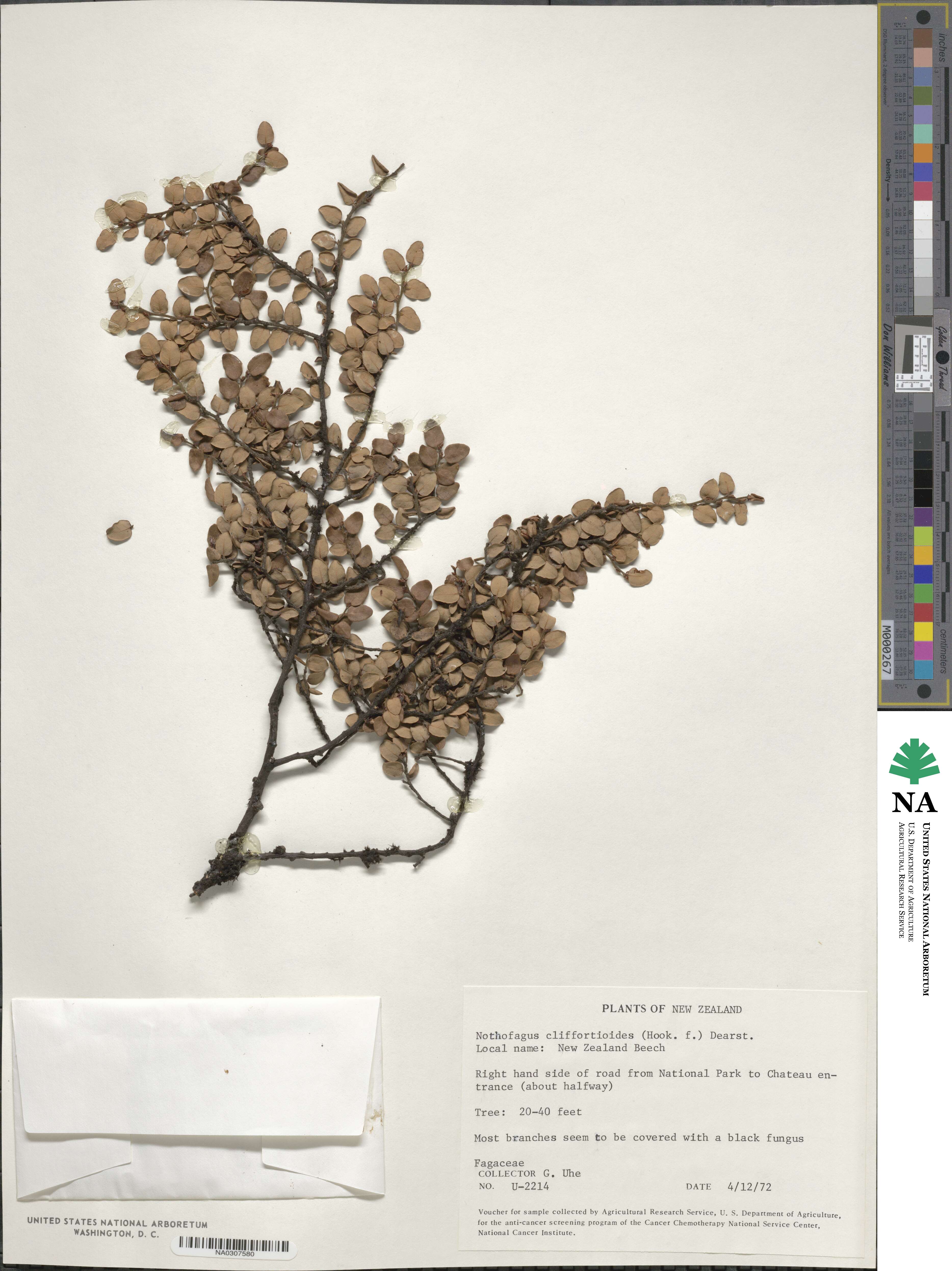 Nothofagus cliffortioides image