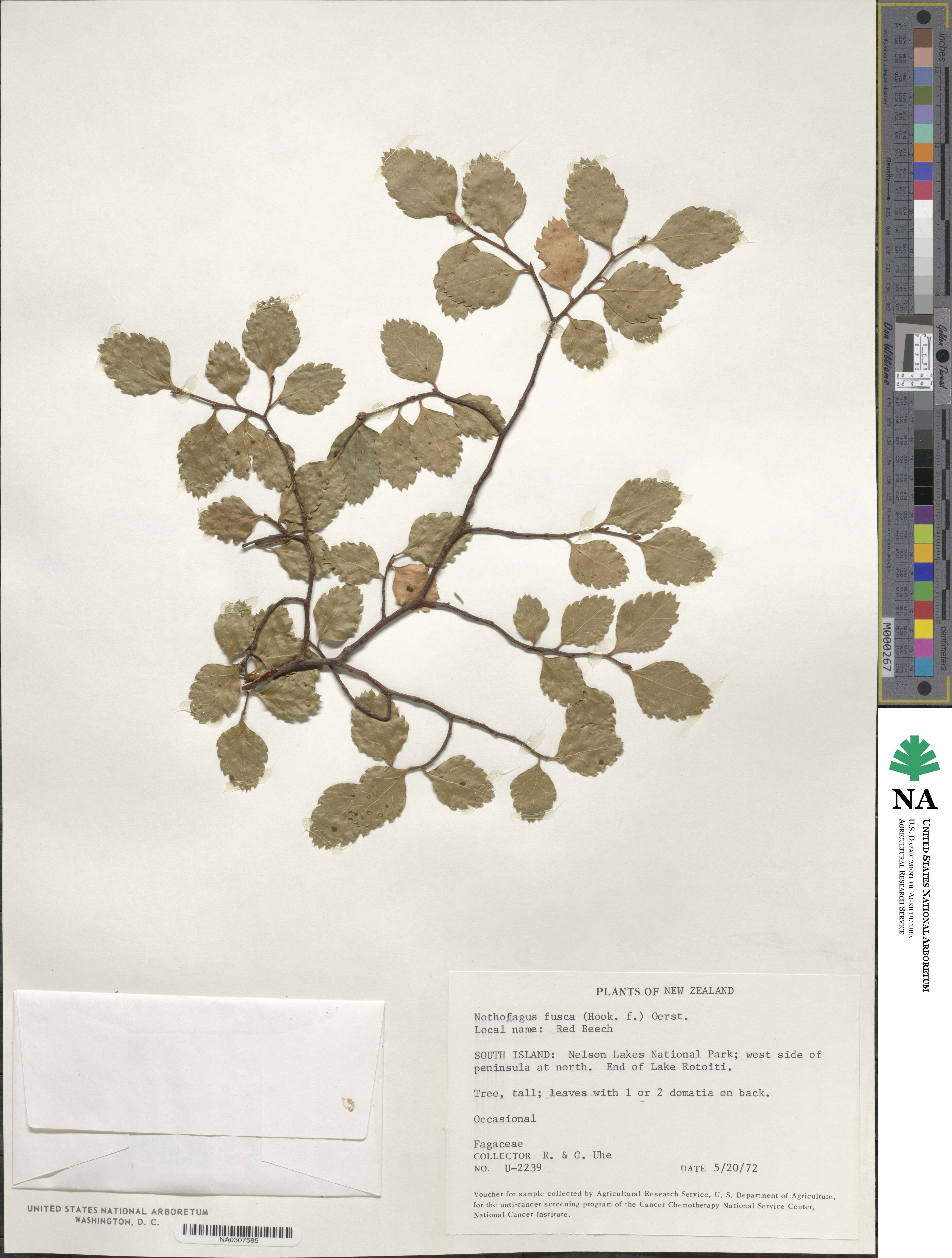 Nothofagus fusca image