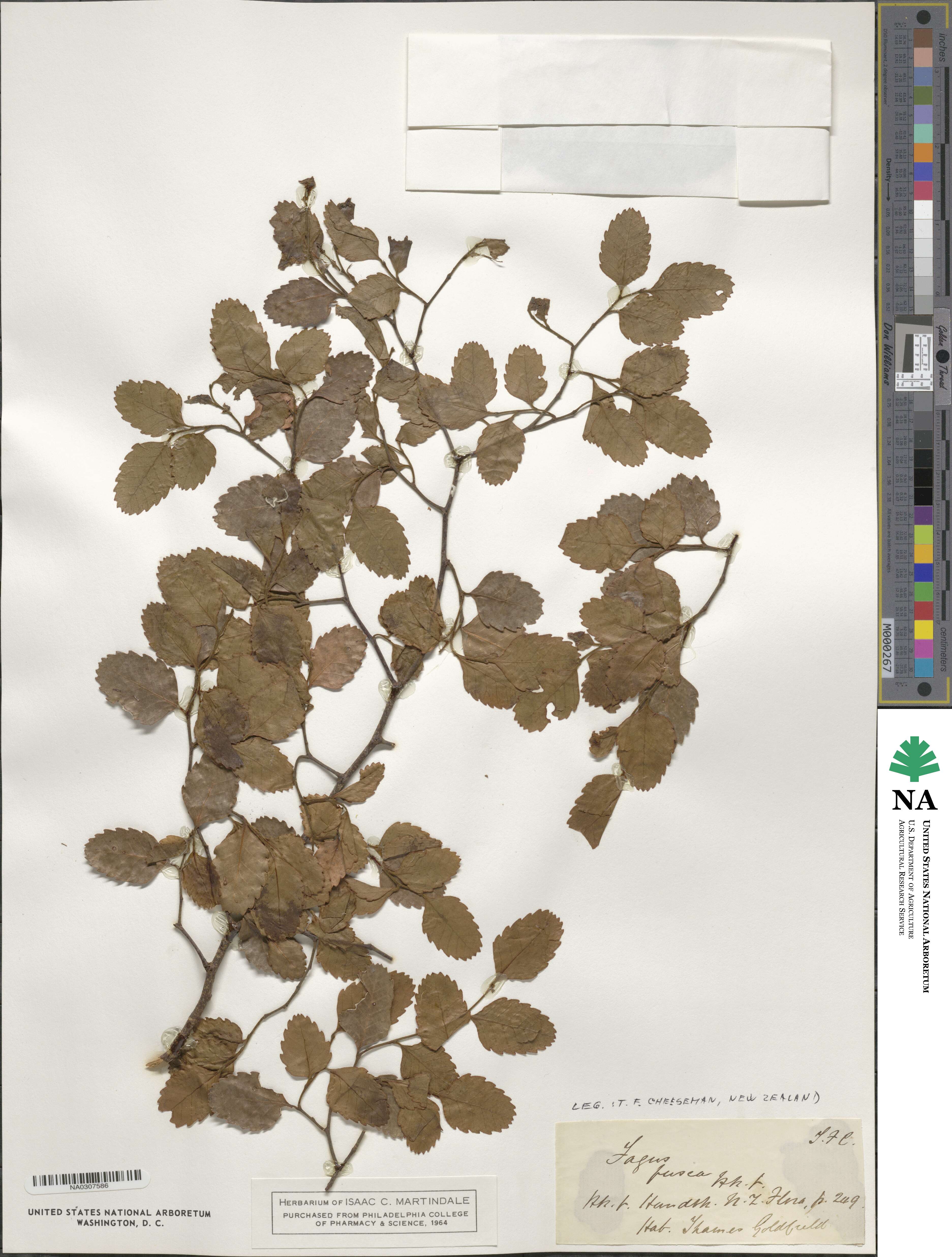 Nothofagus fusca image