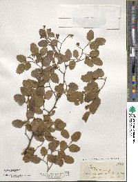 Nothofagus fusca image